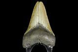 Fossil Megalodon Tooth - North Carolina #166979-2